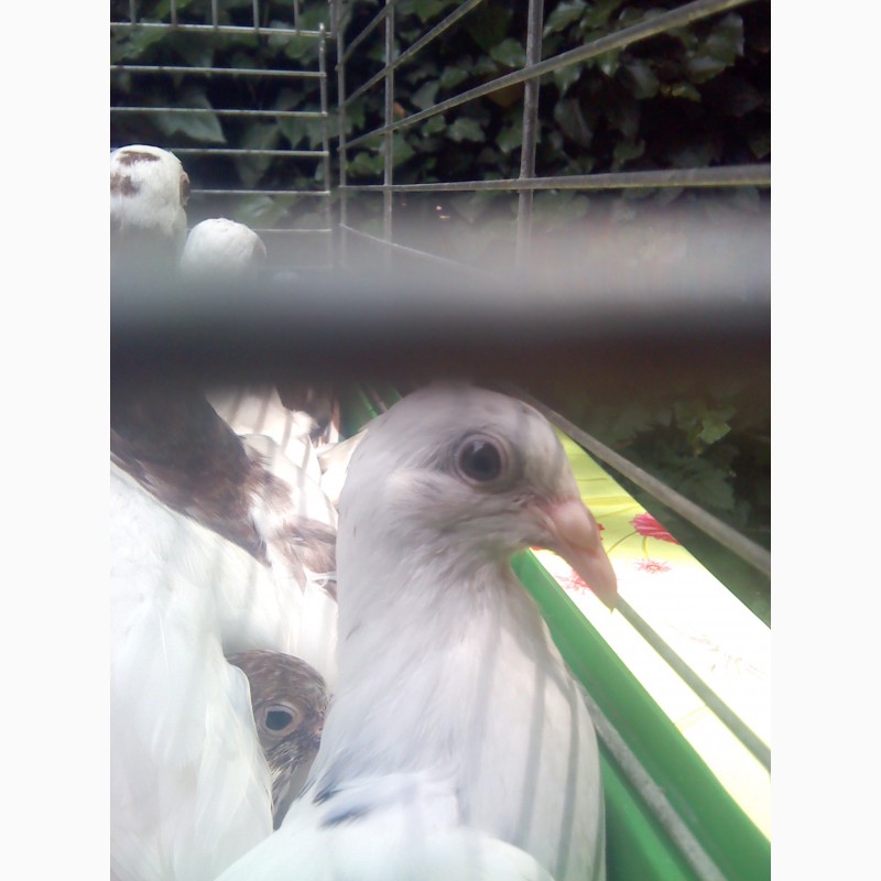 Фото 3. Продам голубей породы одесский горбоносый