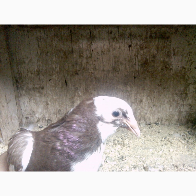 Фото 4. Продам голубей породы одесский горбоносый