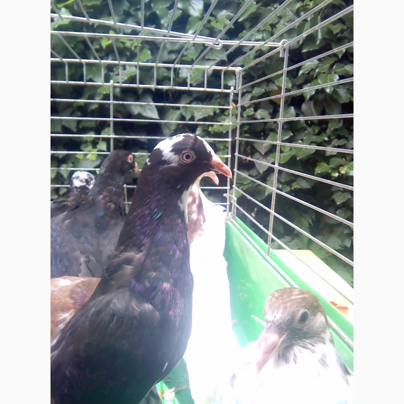 Фото 5. Продам голубей породы одесский горбоносый