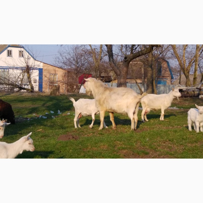 Фото 2. Козы и племенные козлы зааненской породы. Взрослые козы дойные и молодые