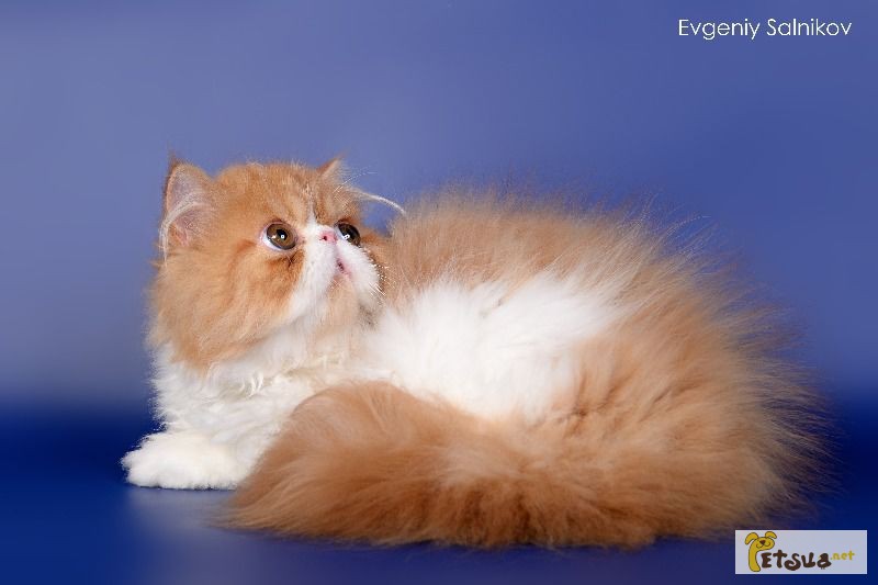 Продам породистого персидского кота