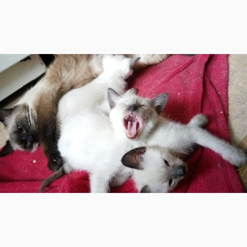 Фото 3. Продам сиамские (тайские, старосиамские) котята