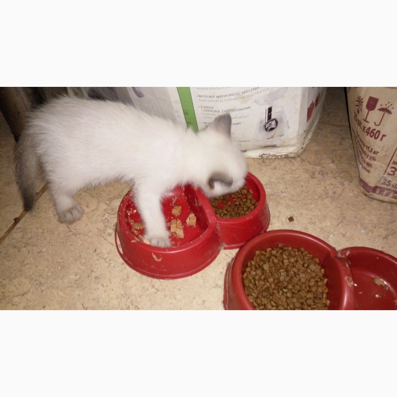 Фото 8. Продам сиамские (тайские, старосиамские) котята