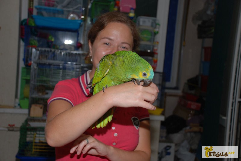В продаже элитные и одарённые попугаи Амазоны