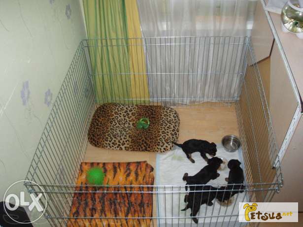 Фото 2. Манеж - клетка для собак, щенков, кошек после операции