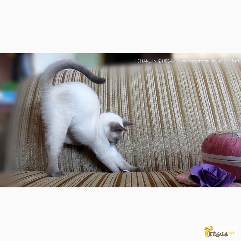 Фото 3. Тайские котята, мальчики, потомки Чемпионов Мира. Элита породы
