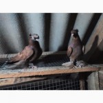 Узбекские одночубые голуби