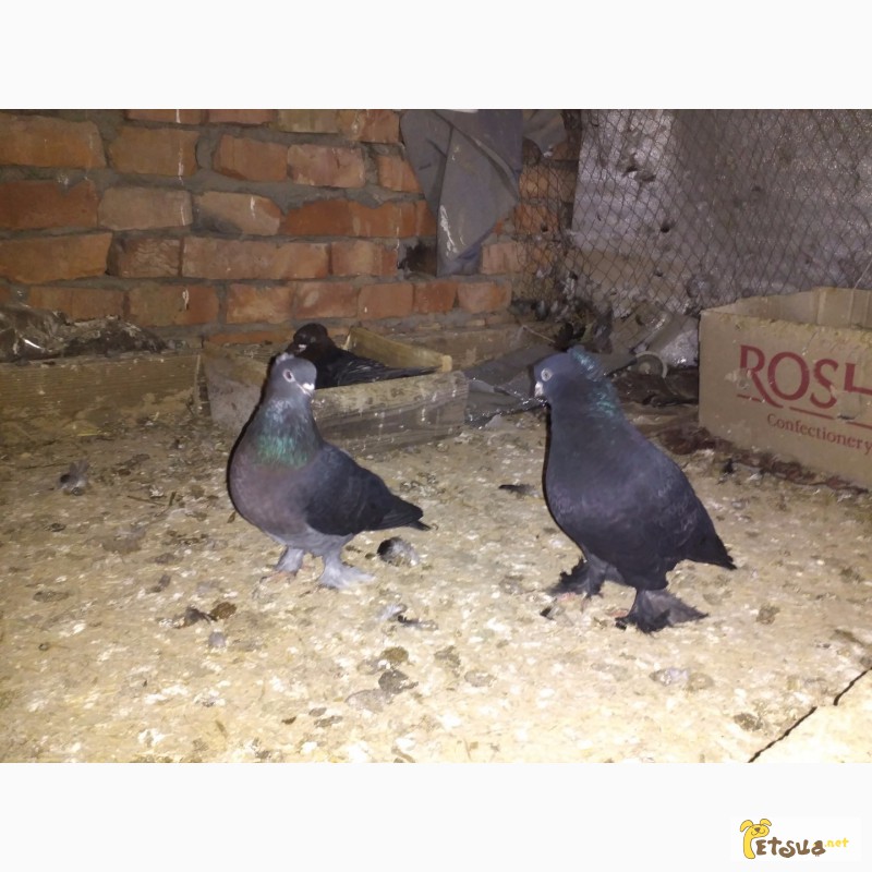 Фото 9. Узбекские одночубые голуби