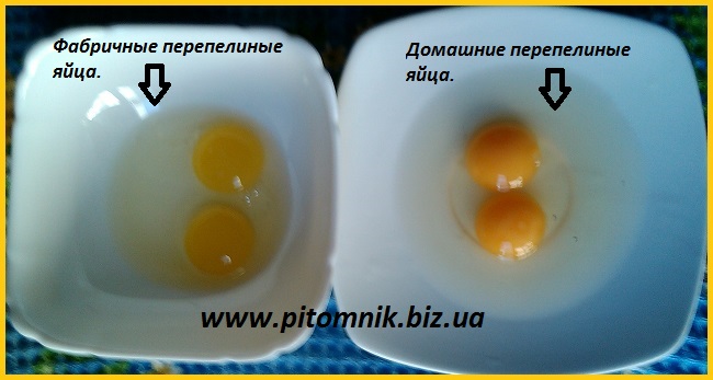 Фото 3. Свежие яйца перепелов, домашние