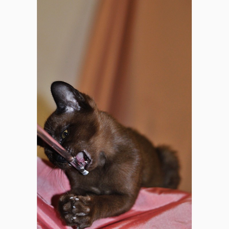 Фото 3. Европейская бурма - котята грация